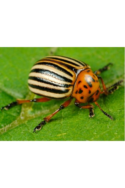 Колорадский жук 